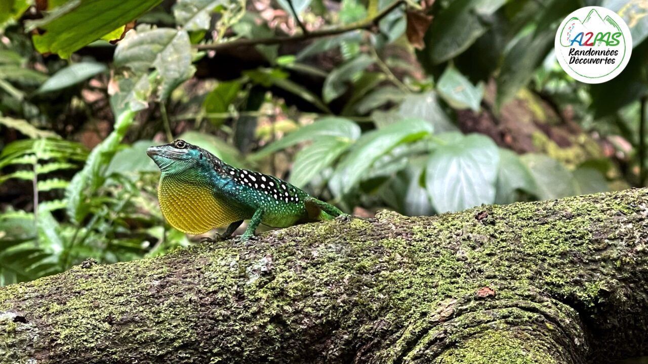 randonnee-martinique-cascade-couleuvre-anoli-zandoli-lezard-endemique
