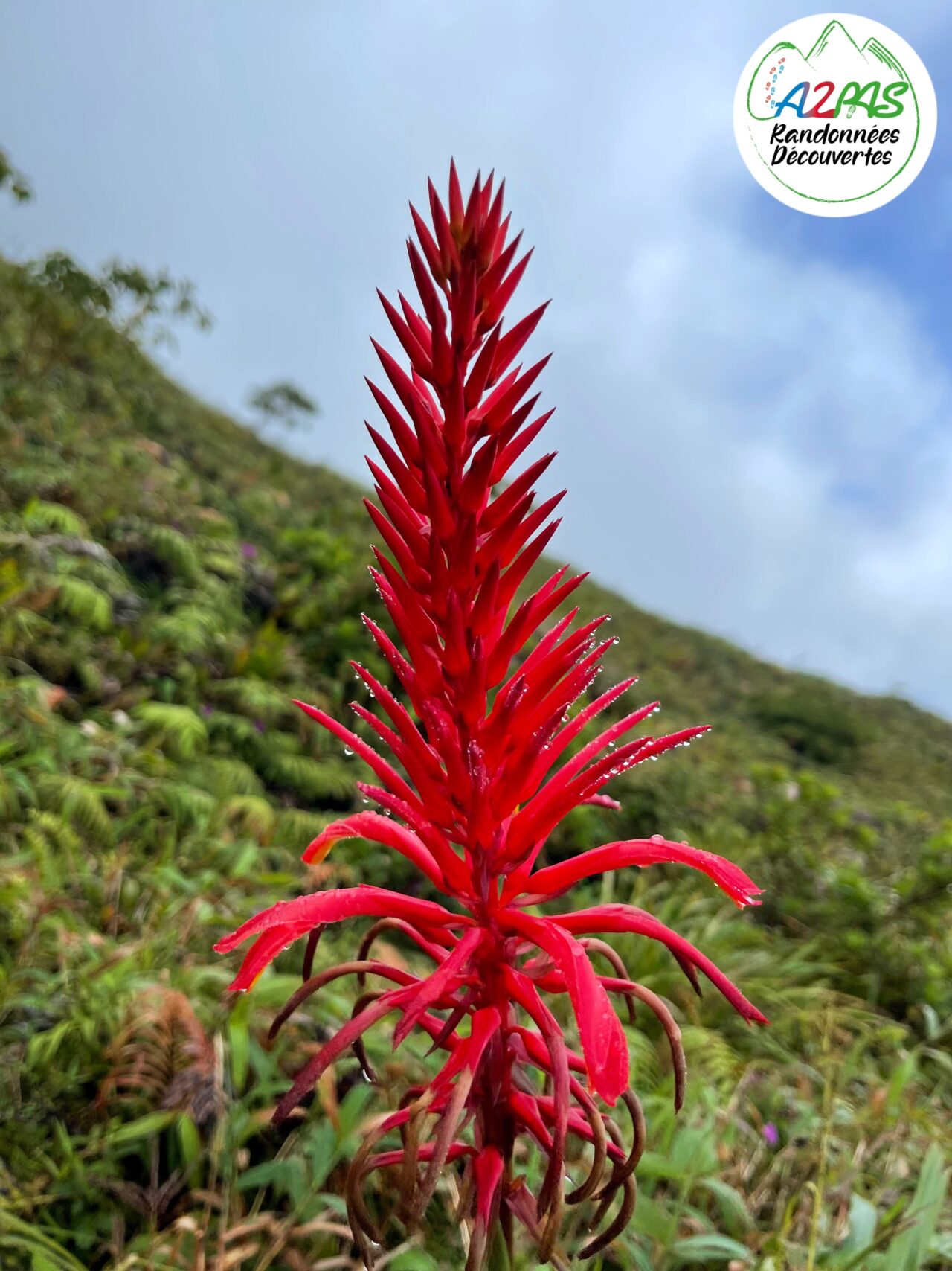 randonnee-volcan-de-la-montagne-pelee-martinique-avec-une-guide-de-randonnee-professionnelle-bromeliaccae-ananas-montagne