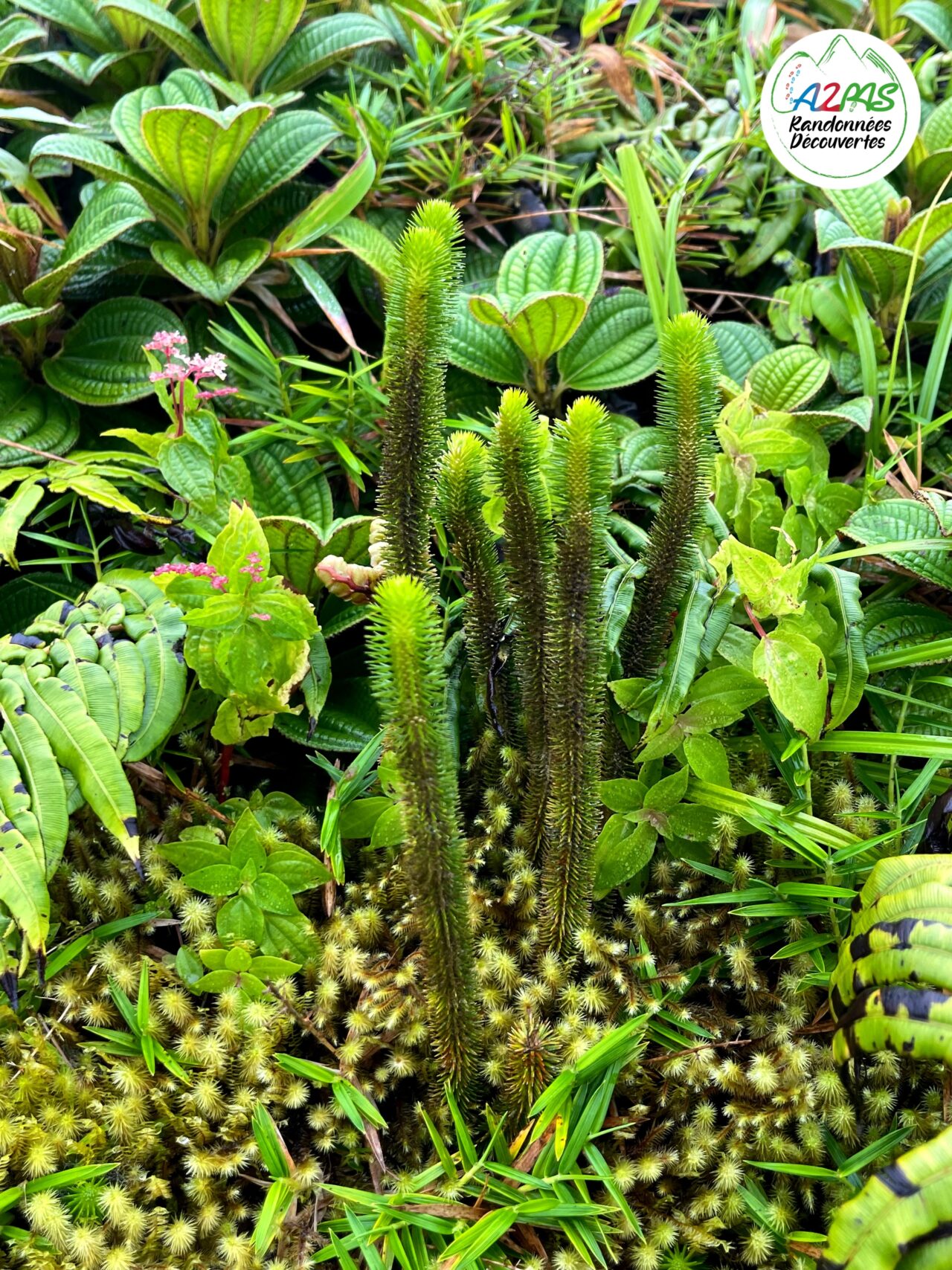 randonnee-volcan-de-la-montagne-pelee-martinique-avec-une-guide-de-randonnee-professionnelle-flore-specifique