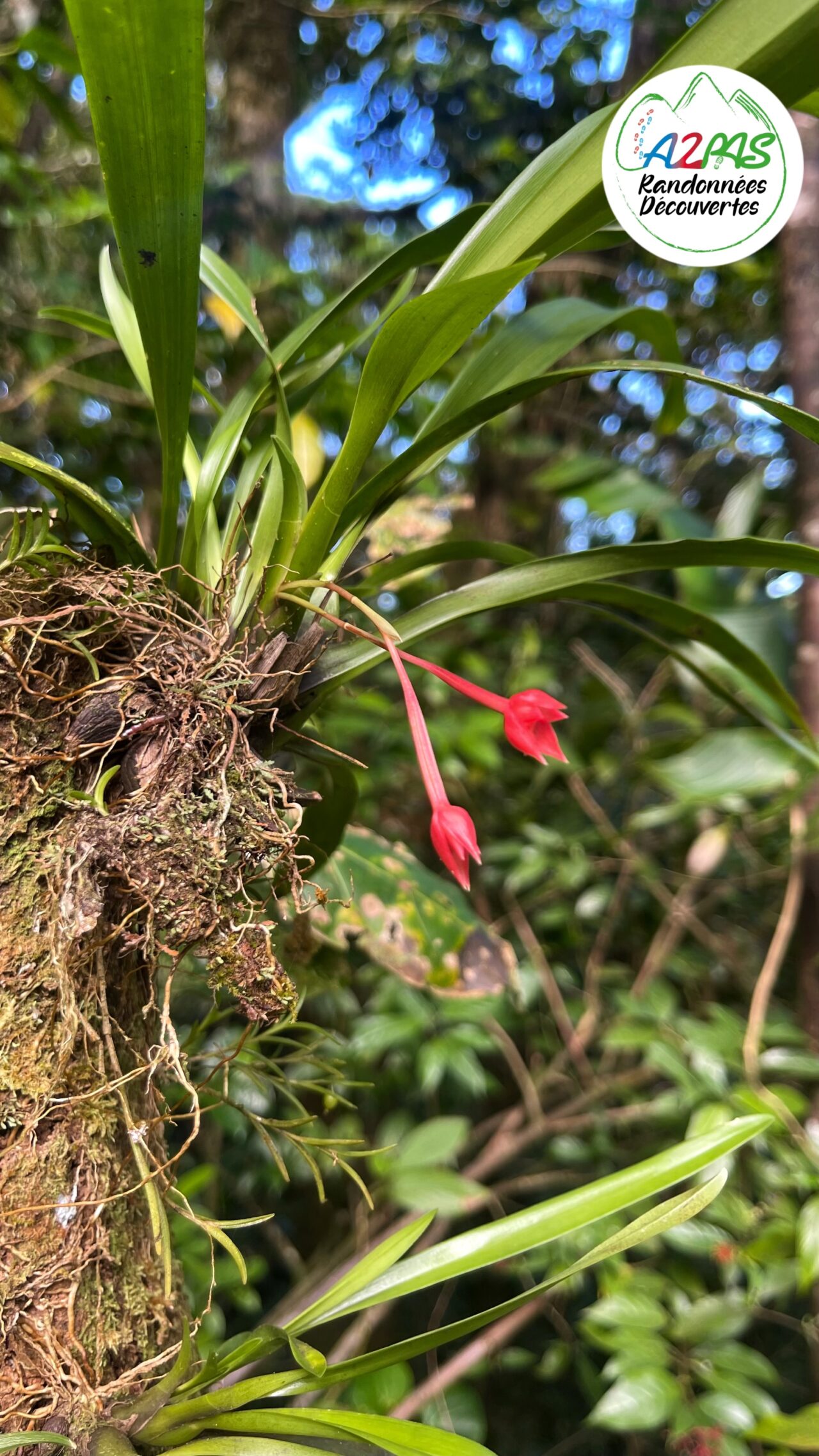 randonnee-volcan-de-la-montagne-pelee-martinique-avec-une-guide-de-randonnee-professionnelle-la-flore-maxilaria