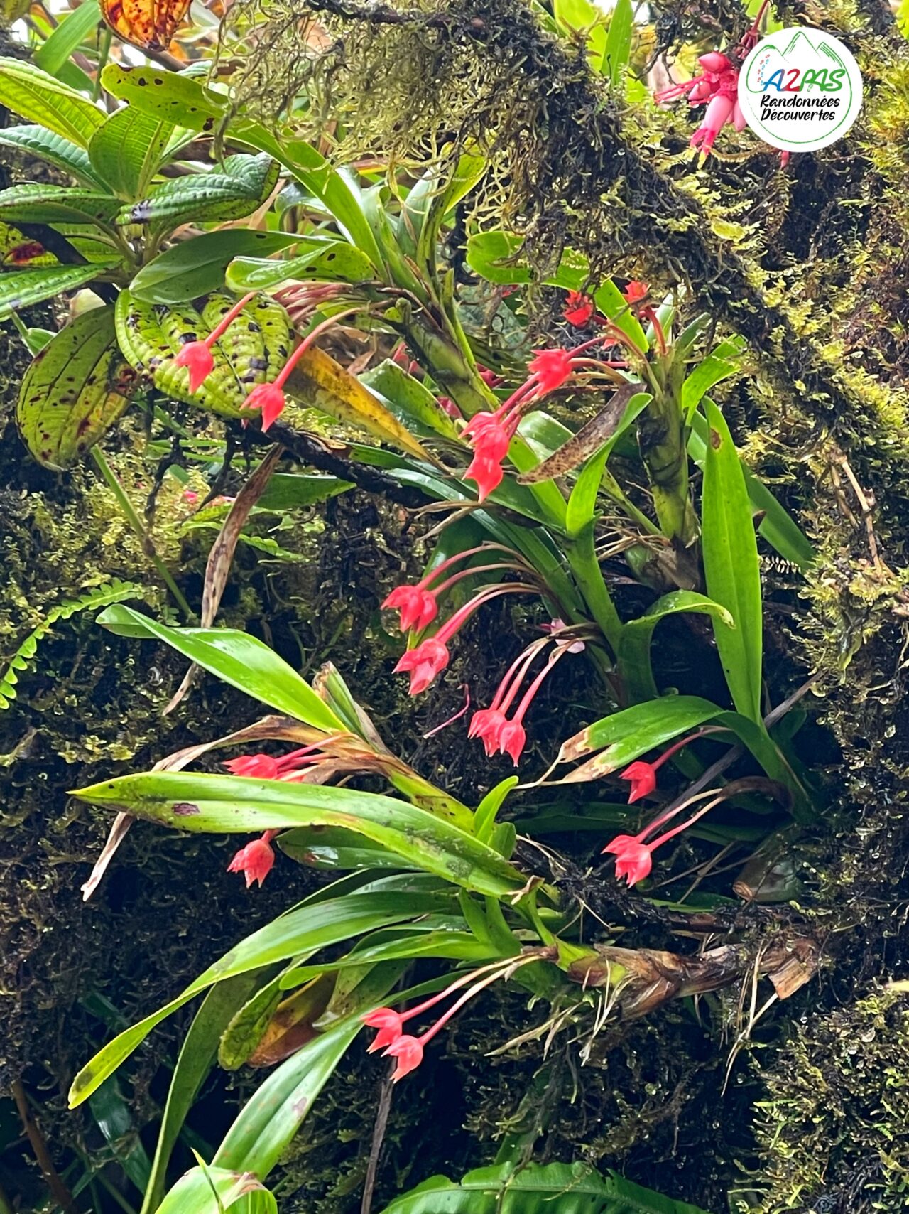 randonnee-volcan-de-la-montagne-pelee-martinique-avec-une-guide-de-randonnee-professionnelle-maxilaria-flore-endemique
