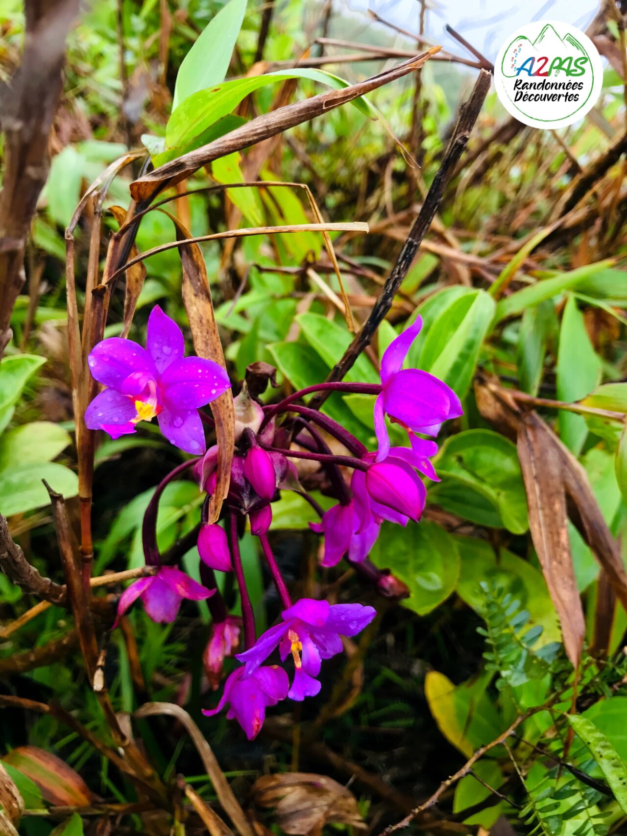 randonnee-volcan-de-la-montagne-pelee-martinique-avec-une-guide-de-randonnee-professionnelle-orchidee-terestre
