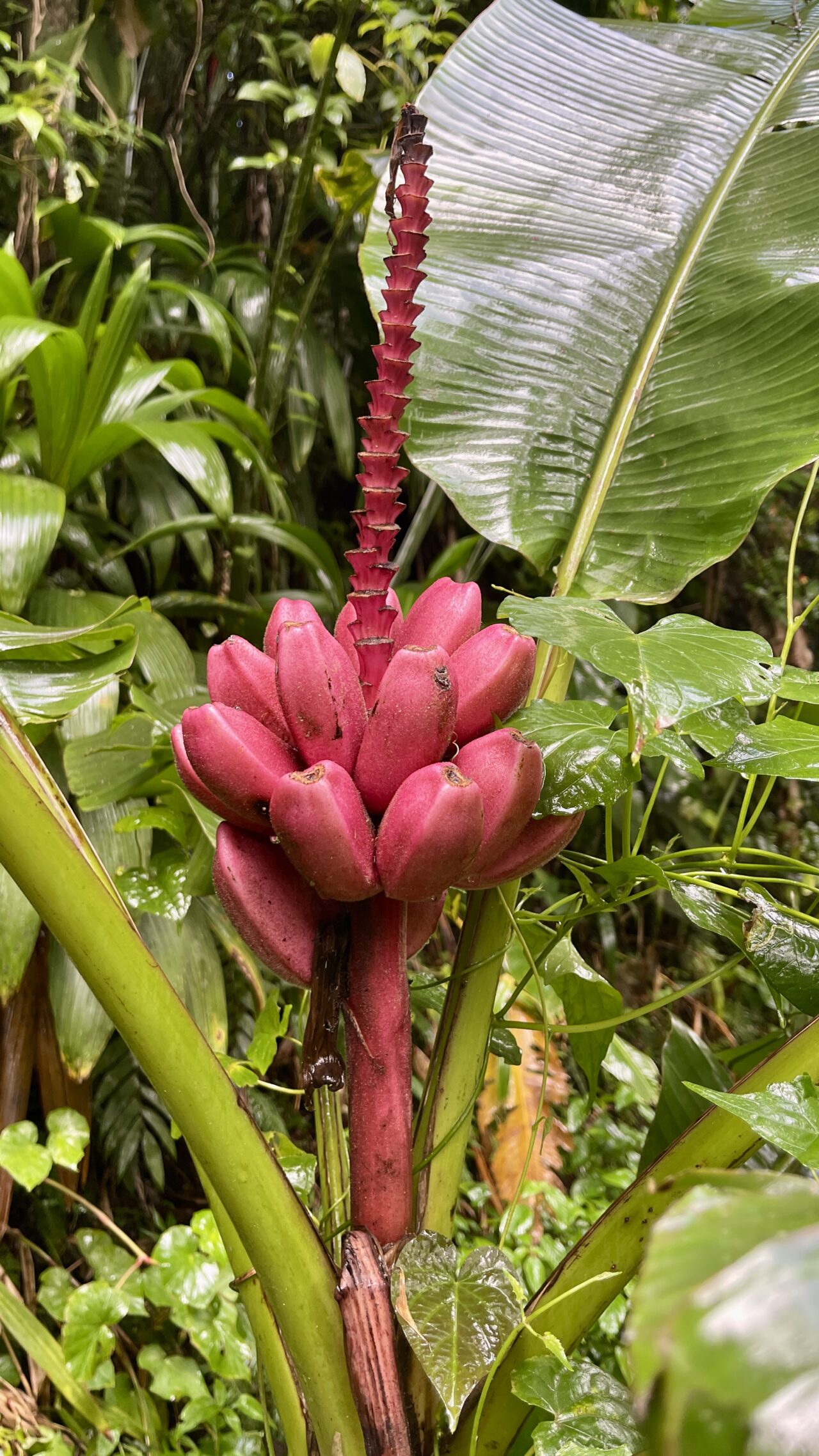 flore-riche-martinique